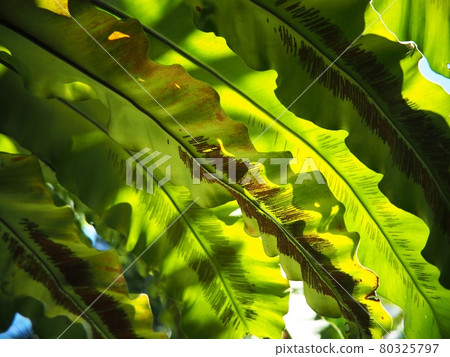 crop closeup on large green leaves of tropical plants, large bird's nest fern leaves, under natural sunlight outdoor selective focus with blur background  80325797