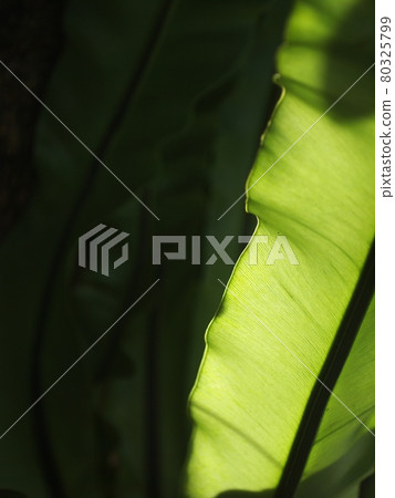 crop closeup on large green leaves of tropical plants, large bird's nest fern leaves, under natural sunlight outdoor selective focus with blur background  80325799