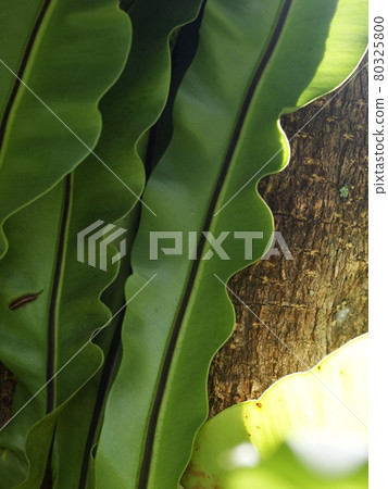crop closeup on large green leaves of tropical plants, large bird's nest fern leaves, under natural sunlight outdoor selective focus with blur background  80325800