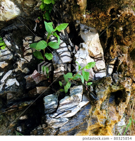 Background with mountain and flower leaves closeup Background with mountain and flower leaves closeup 80325854