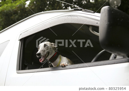 A whippet dog leaning out of the driver's window 80325954