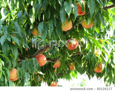 Fukushima peach 4 80326217