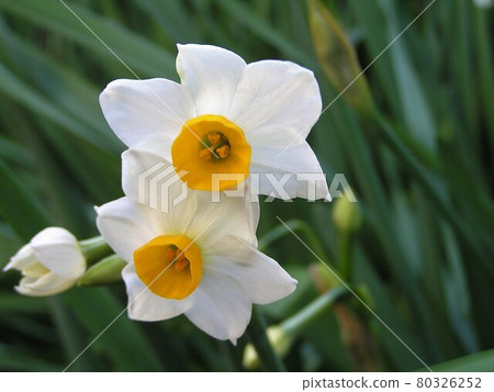 Narcissus Narcissus 80326252
