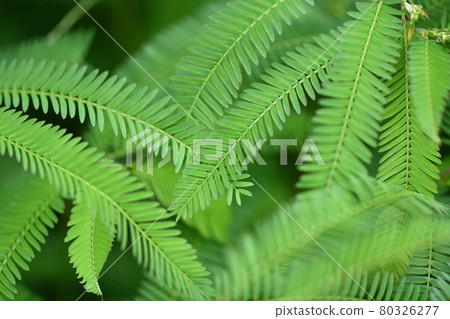 Pinnate compound leaf of Kawaraketsumei 80326277