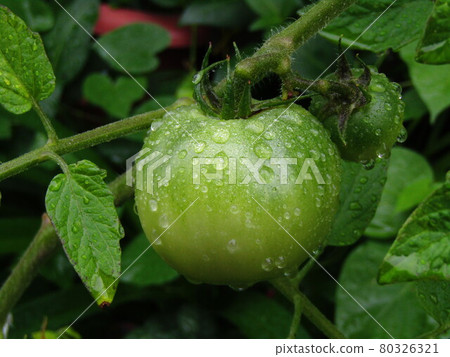 Blue tomato Blue tomato 80326321