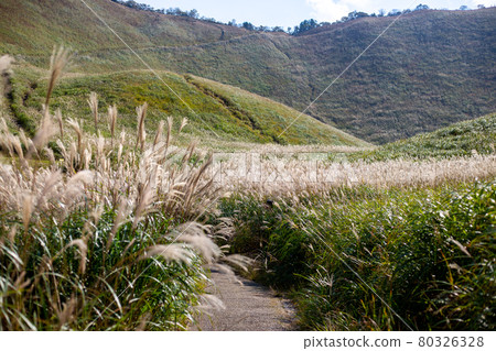 芒草山長廊 80326328