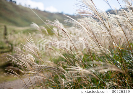 Miscanthus mountain promenade 80326329