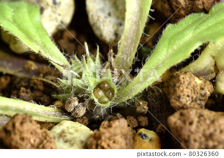 Ajuga decumbens 種子皺巴巴，年輕的種子像芥末麻糬 80326360