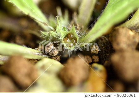 Ajuga decumbens 種子皺巴巴，年輕的種子像芥末麻糬 80326361