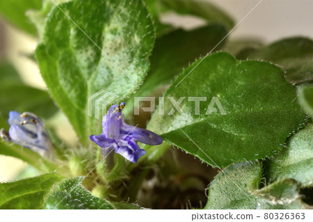 Ajuga decumbens 像在地上爬一樣生長，開出紫色的小花 80326363