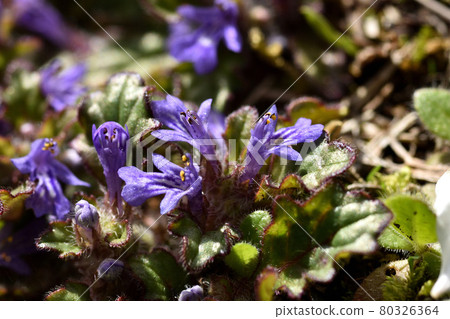 Ajuga decumbens 像在地上爬一樣生長，開出紫色的小花 80326364