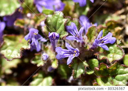 Ajuga decumbens 像在地上爬一樣生長,開出紫色的小花 Ajuga decumbens 像在地上爬一樣生長,開出紫色的小花 80326367