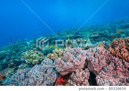 Tropical coral reefs and tropical fish (Lembongan Island, Bali, Indonesia) 80326634
