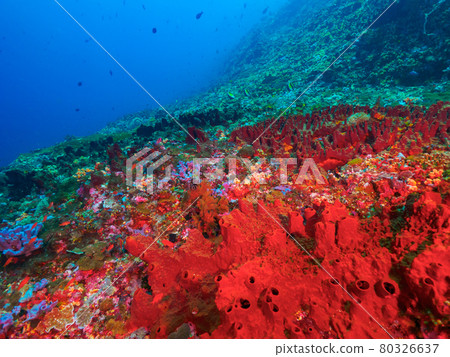 Tropical coral reefs covered with bright red sponges (Lembongan Island, Bali, Indonesia) 80326637