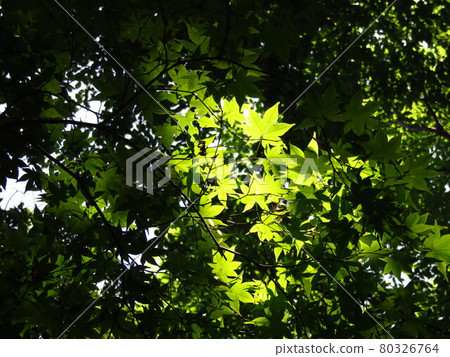 Sunbeams in summer Sunbeams in summer 80326764