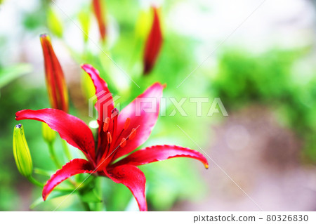 柔和風格的“百合花”插圖圖像 80326830