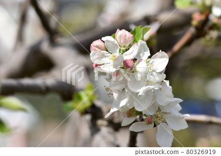 日本最快結果的蘋果,蕨菜的白花 日本最快結果的蘋果,蕨菜的白花 80326919