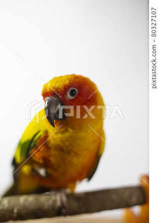 Bird sick (Sun conure) sitting on a cage. Bird sick (Sun conure) sitting on a cage. 80327107