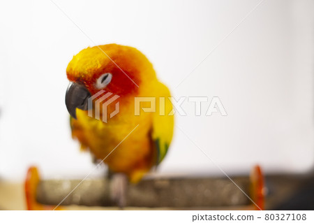 Bird sick (Sun conure) sitting on a cage. Bird sick (Sun conure) sitting on a cage. 80327108
