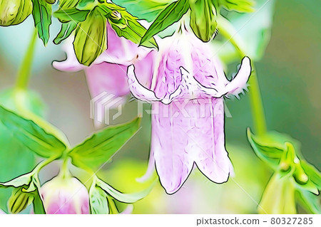柔和的風格“雙盛開的風鈴”插圖圖像 80327285
