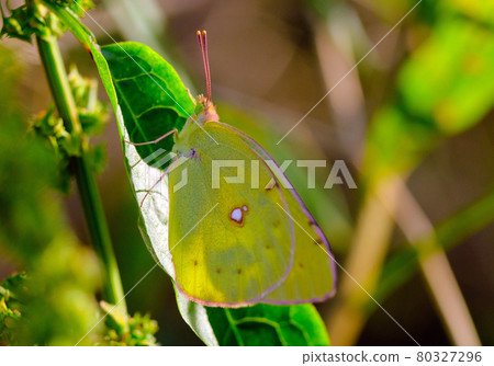 Yellow ballerina Colias erate Yellow ballerina Colias erate 80327296