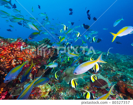 A school of fish (Umeiro) on a tropical coral reef (Lembongan Island, Bali, Indonesia) 80327357