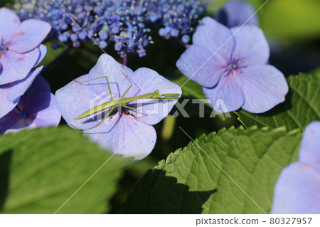 Mantis larvae waiting for prey on hydrangea flowers 80327957