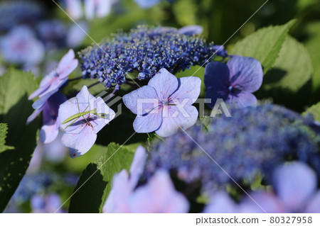 Mantis larvae waiting for prey on hydrangea flowers Mantis larvae waiting for prey on hydrangea flowers 80327958
