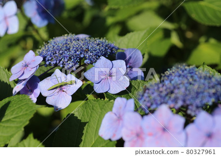 Mantis larvae waiting for prey on hydrangea flowers Mantis larvae waiting for prey on hydrangea flowers 80327961
