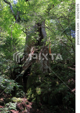 View of Daio cedar on the Yakushima Jomon cedar trekking course 80328076