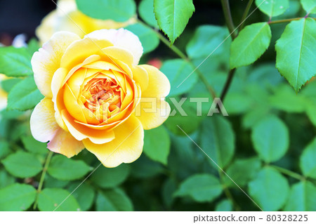 黃玫瑰花 80328225