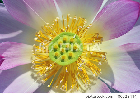 Pink lotus flower Pink lotus flower 80328484