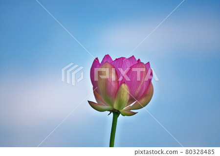 Red open lotus flower Red open lotus flower 80328485