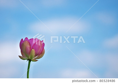 紅開蓮花 80328486