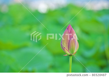 紅蓮芽 紅蓮芽 80328487