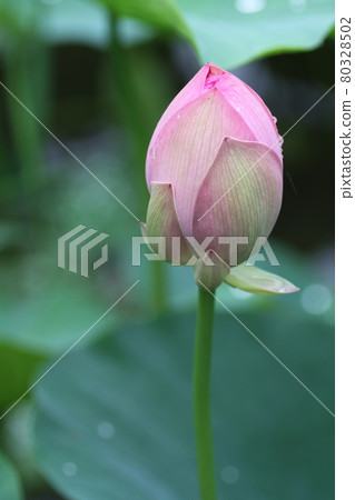 初夏出現在蓮沼的哈斯芽 初夏出現在蓮沼的哈斯芽 80328502