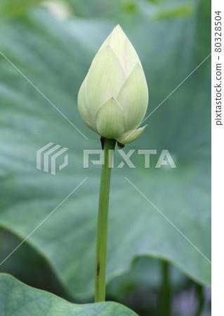 初夏出現在蓮沼的哈斯芽 80328504