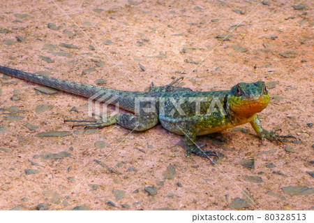 棲息在阿根廷和巴西邊境地區伊瓜蘇瀑布地區的野生壁虎 棲息在阿根廷和巴西邊境地區伊瓜蘇瀑布地區的野生壁虎 80328513