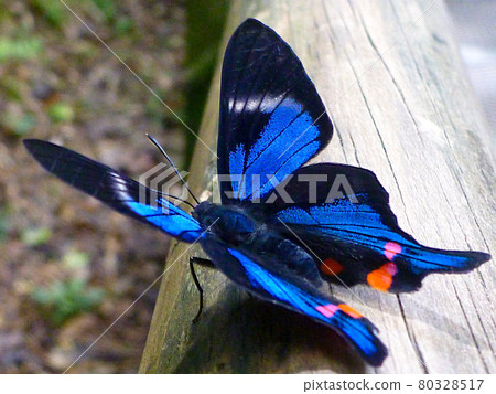 棲息在阿根廷-巴西邊境地區伊瓜蘇瀑布地區的藍蝴蝶 80328517