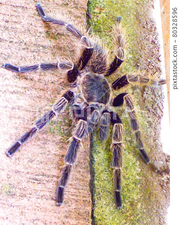 棲息在阿根廷和巴西邊境地區伊瓜蘇瀑布地區的巨型蜘蛛 80328596