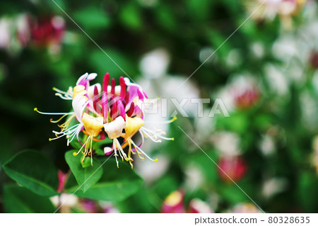 A refreshing scented flower "Honeysuckle" A refreshing scented flower "Honeysuckle" 80328635