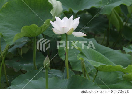 Large white flower, lotus flower Large white flower, lotus flower 80328678
