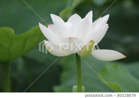 大白花、蓮花 大白花、蓮花 80328679