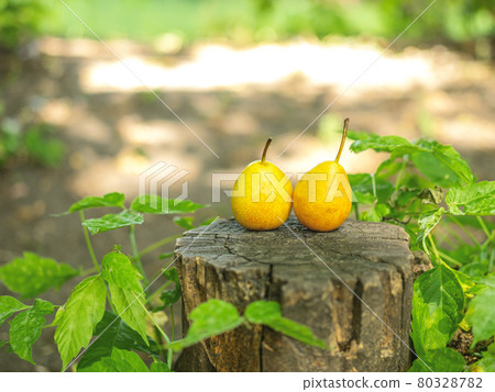 Two country pears on the snag with the space for your text. Two country pears on the snag with the space for your text. 80328782