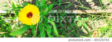 The solitude flower of yellow calendula on the rural earth, as if smiling. The solitude flower of yellow calendula on the rural earth, as if smiling. 80328783