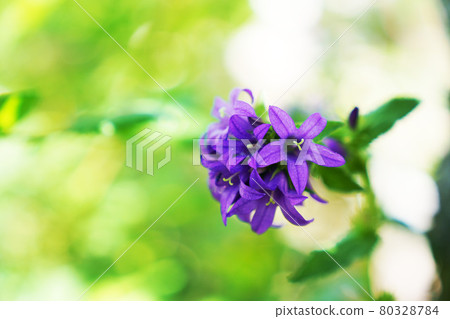 植物花“八代莊” 80328784