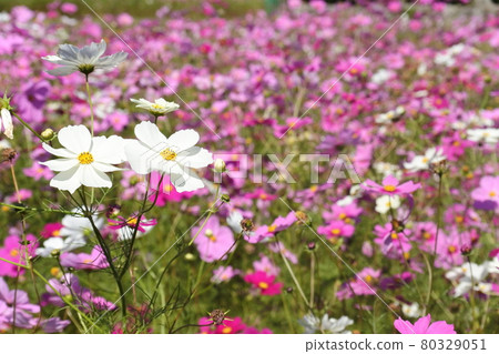 Cosmos field spreading all over 80329051