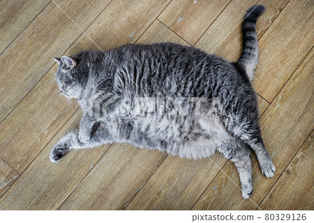 fat British cat is lying on the floor and peeping 80329126