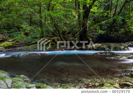 Beautiful scenery of Kikuchi Gorge in the early morning Beautiful scenery of Kikuchi Gorge in the early morning 80329579