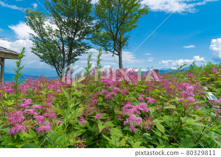 Spirea blooming in Mt. Nyukasa Wildflower Park (Mt. Nyukasa) 80329811